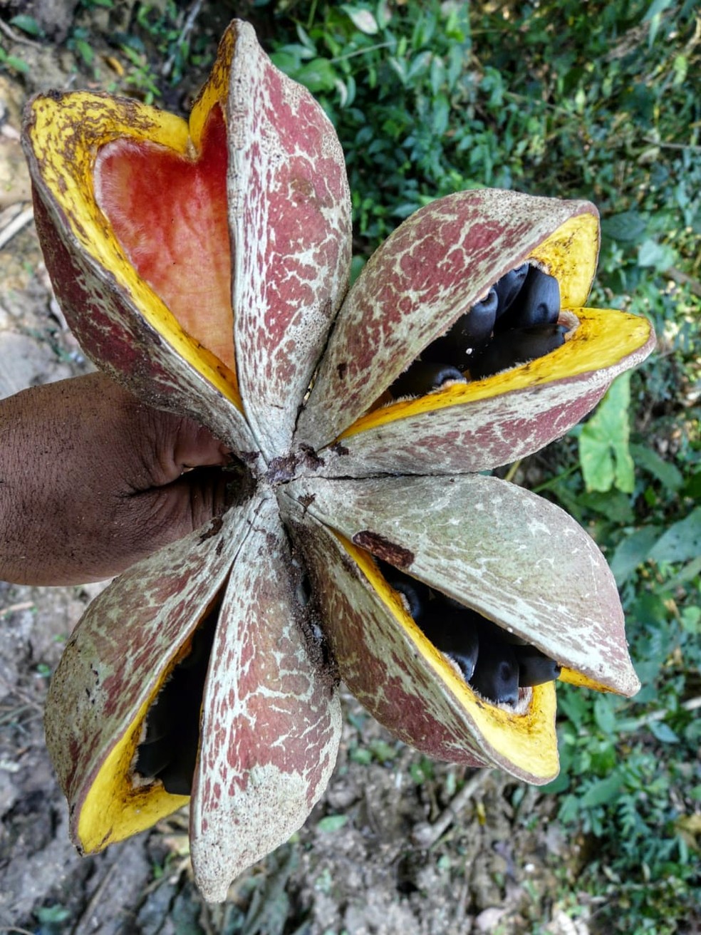 Fruto da Chicomendesii é uma cápsula dura, não lenhosa e tem sementes pretas — Foto: Marcos Silveira/Arquivo pessoal