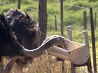 Criadores que investiram em avestruz tentam recuperar o prejuízo