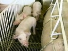 Criadores gaúchos reclamam do preço baixo pago pelos suínos
