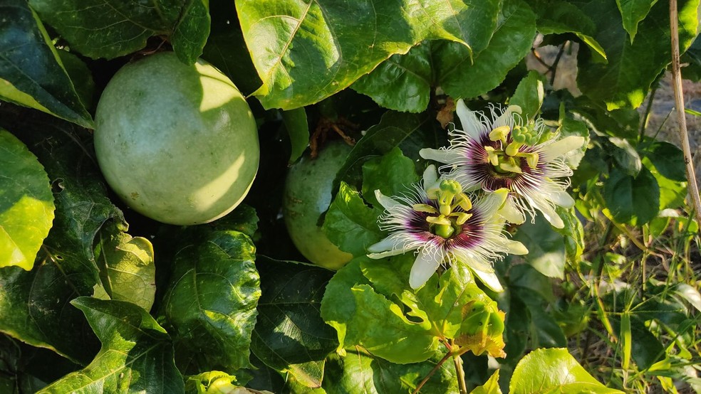 Para que a planta gere um fruto saudável e dentro do padrão do mercado, ela precisa estar bem nutrida — Foto: Aline Oliveira