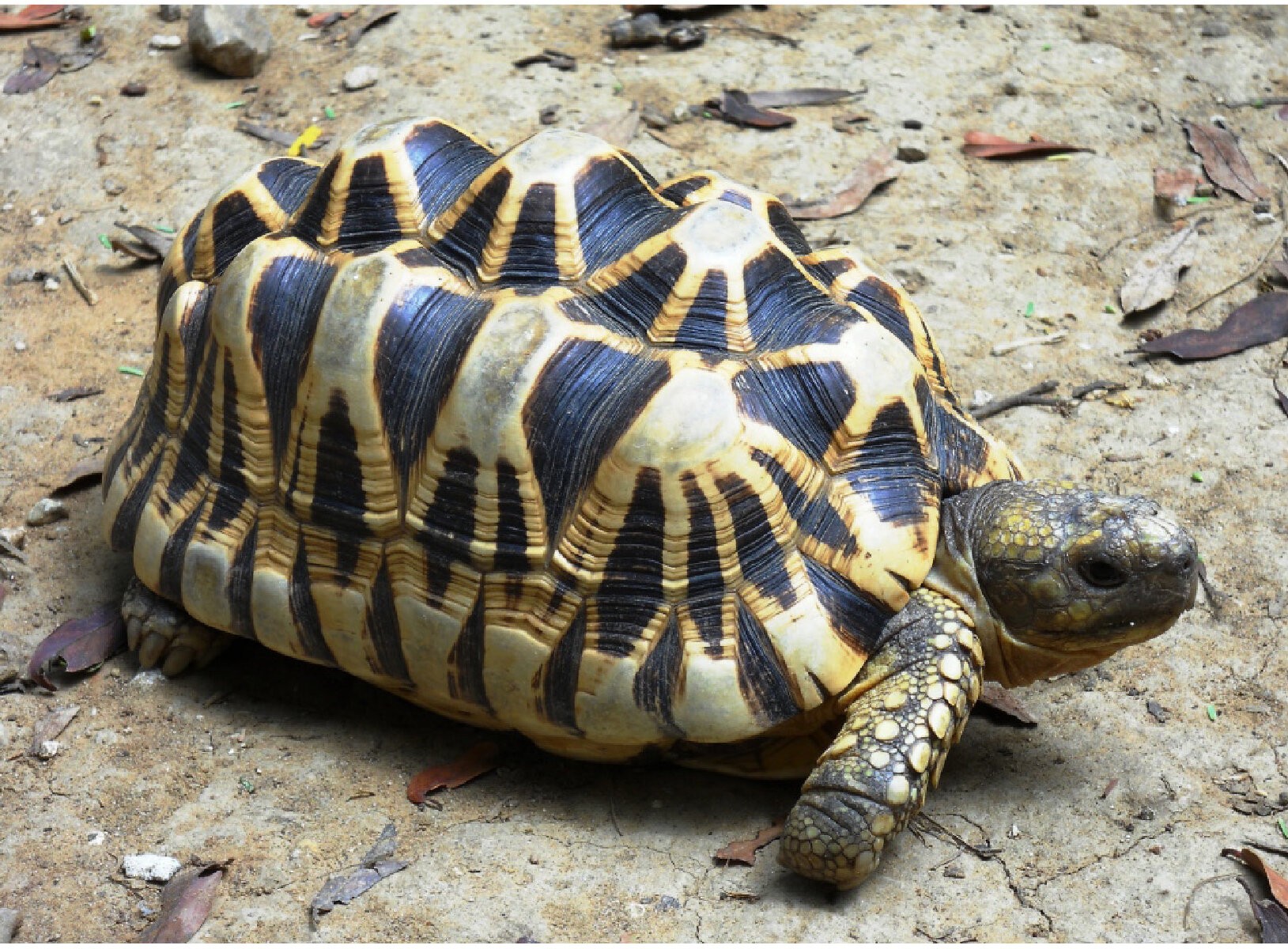 A tartaruga-estrela-birmanesa Geochelone platynota em Mianmar também está seriamente ameaçada (Foto: Kalyar Platt)