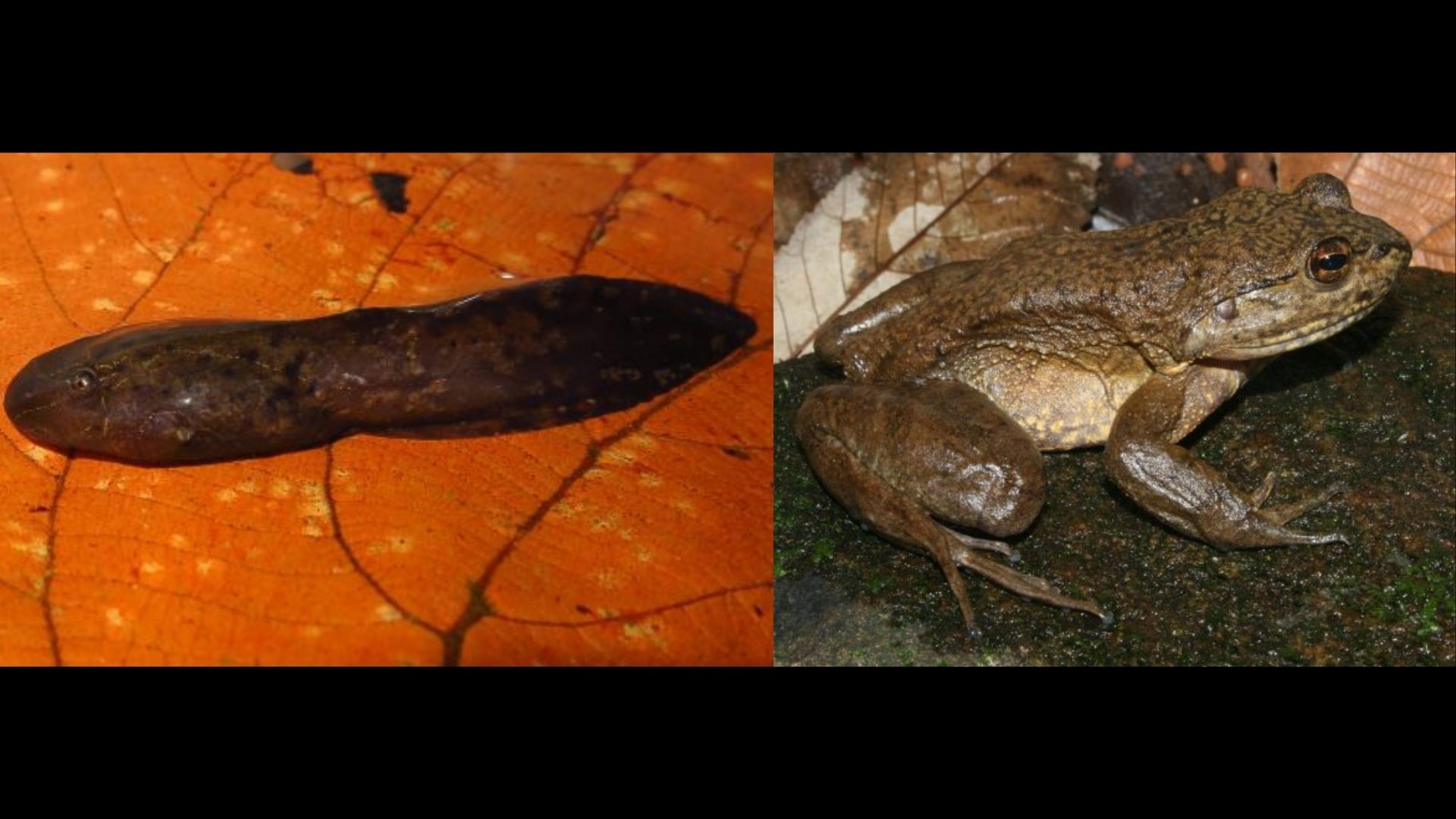 Na esquerda, girino da rã-gigante-de-corredeira. Na direita, uma fêmea adulta proveniente do Núcleo Cunha do Parque Estadual da Serra do Mar (Foto: Thais H. Condez/ Leo R. Malagoli)