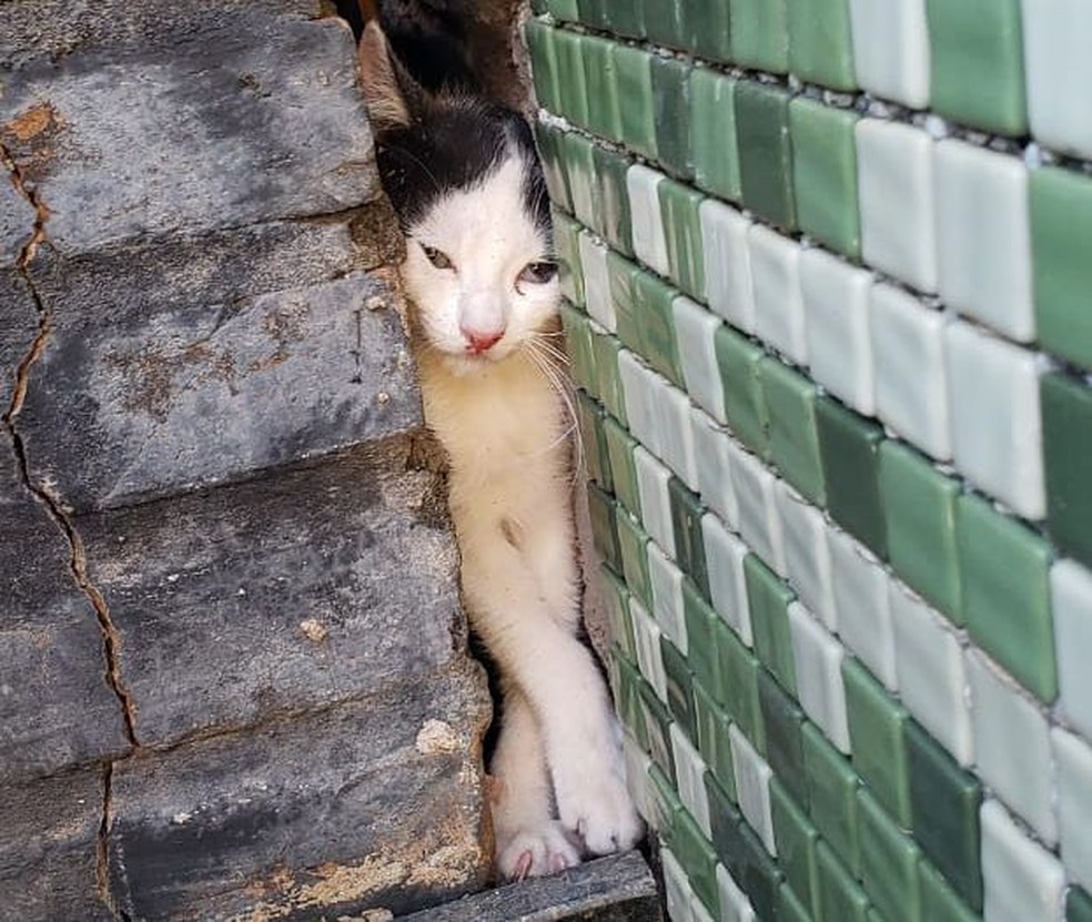 Gatinho ficou preso no vão entre a churrasqueira e a parede em Marília  — Foto: Corpo de Bombeiros/ Divulgação