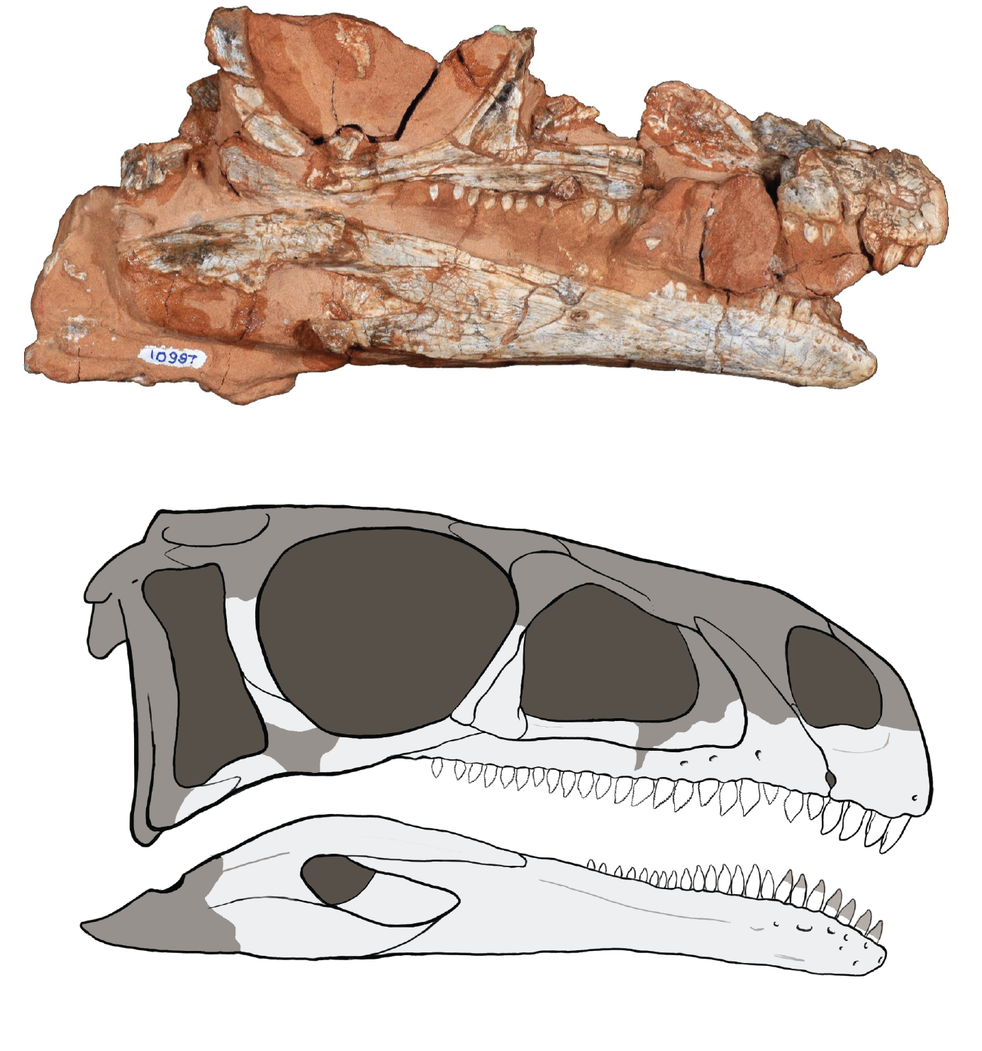 Foto e reconstrução (partes preservadas representadas em cor mais clara) do crânio e mandíbula de Bagualosaurus agudoensis. (Foto: Luiz Flávio Lopes – UFRGS. Ilustração: Flávio Pretto.)