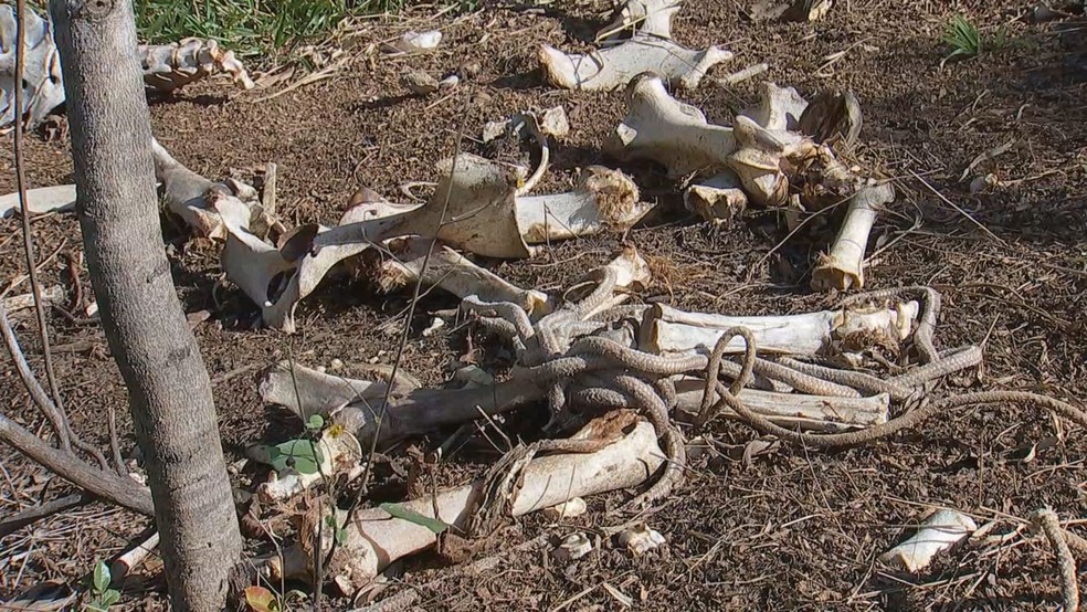 Cordas também foram encontradas perto de ossos de animais em Rio Preto  — Foto: Reprodução/TV TEM