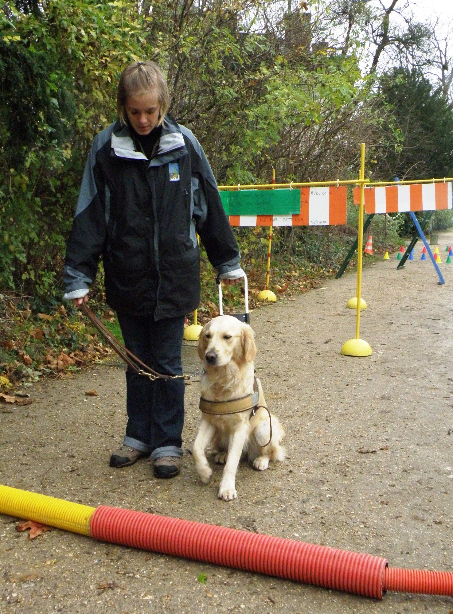 Os cachorros em treinamento aprendem a desviar dos mais diversos obstáculos (Foto: Flickr/ smerikal/ CreativeCommons)