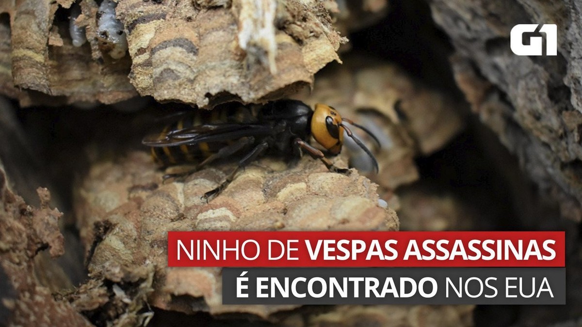 Nos EUA, ninho de vespas assassinas é encontrado e eliminado; veja vídeo thumbnail