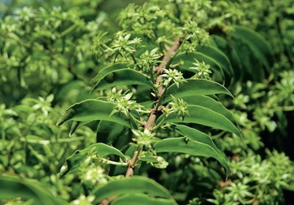 Oficina Culinária Apresenta Receitas Com Plantas Não