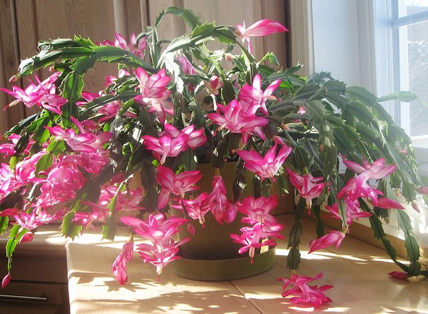 Fácil de cuidar, a flor-de-maio, ou Schlumbergera truncata, é uma planta da família dos cactos e fica ótima em vasos (Foto: Wikipedia / CreativeCommons)