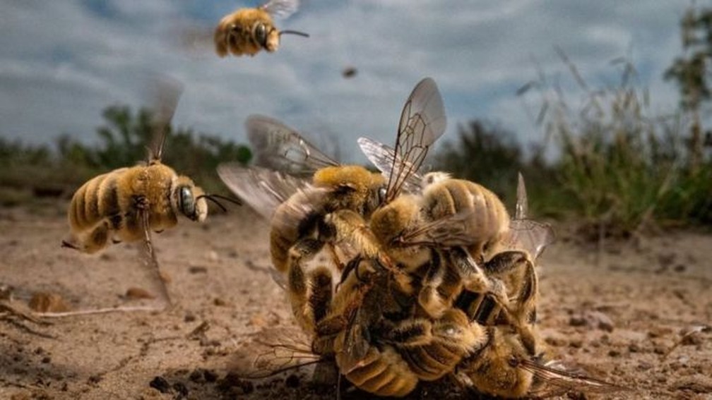 Esta é a grande vencedora da competição. Neste raro momento, um grupo de abelhas 'Diadasia rinconis' se reúne em um enxame. A fotógrafa Karine Aigner conseguiu capturar esta imagem rapidamente, pois as abelhas ficaram juntas por apenas cerca de 20 segundos antes de voarem para longe. Estas abelhas são nativas da América e são consideradas uma espécie solitária — Foto: Karine Aigner / World Nature Photography Awards