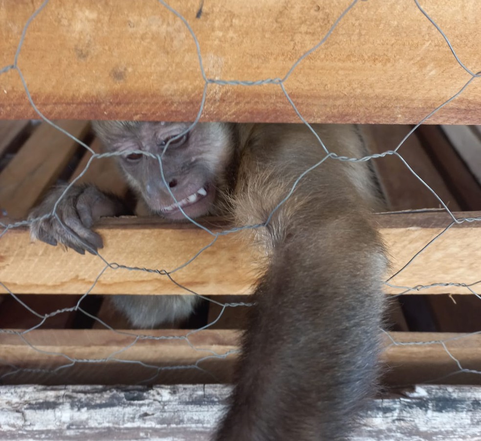 Macaco visto 'lavando louça' e 'afiando faca' em Aroazes é capturado — Foto: Divulgação