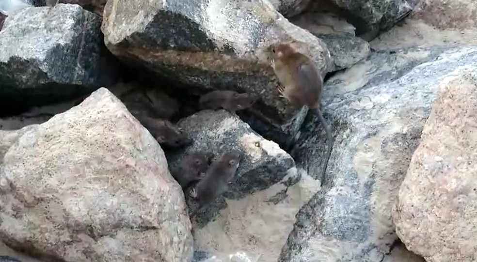 Vídeo flagra ratos na praia de Ponta Negra em Natal; veja | Rio Grande do  Norte | G1