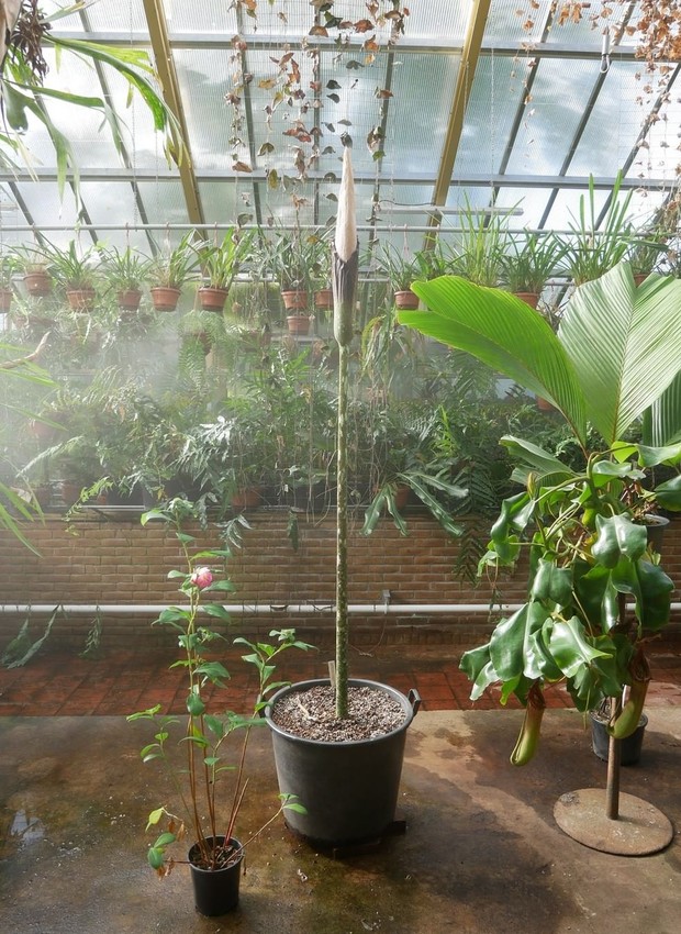 Foto do jardim botânico mostra a 'planta pênis' antes de florescer  (Foto: Hortus Botanicus Leiden / Reprodução)