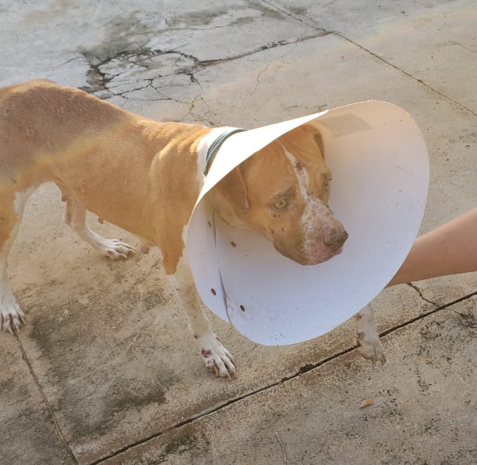 Animais receberam soro e serão examinados por veterinária — Foto: Divulgação/Françoaise Nunes de Andrade