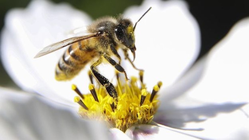 Estudo da UFSCar e outras 2 universidades aponta redução de insetos como as abelhas — Foto: Getty Images/BBC