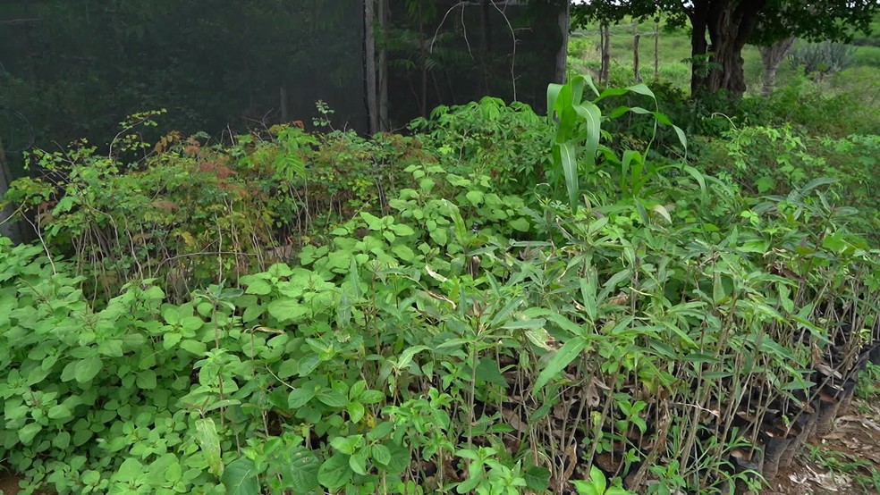 Mais de 26 mil mudas de plantas nativas da Caatinga serão plantadas na região de Caiçarinha da Penha, para restaurar solo degradado — Foto: Ezequiel Quirino/TV Globo