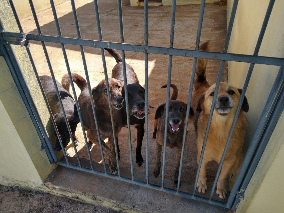 Pets estão disponíveis para adoção na Uipa em Itapetininga (SP) — Foto: Uipa Itapetininga/Divulgação