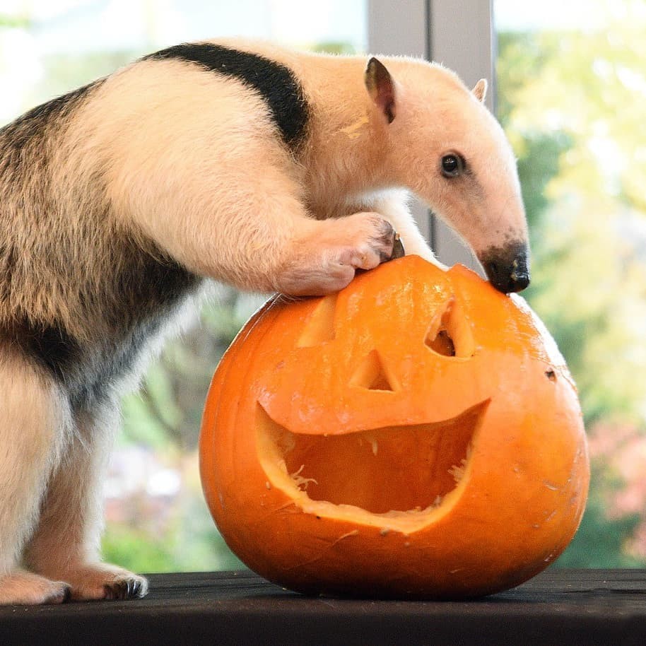 Animais recebem abóbora decorada para o Halloween em zoológico dos EUA (Foto: Reprodução / Instagram)