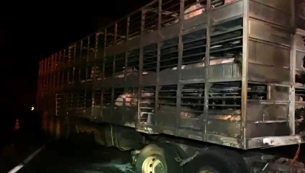 Carreta que se envolveu em acidente na Rodovia Raposo Tavares, em Piraju, transportava porcos; dezenas morreram — Foto: Minuto do Amorim/ Reprodução