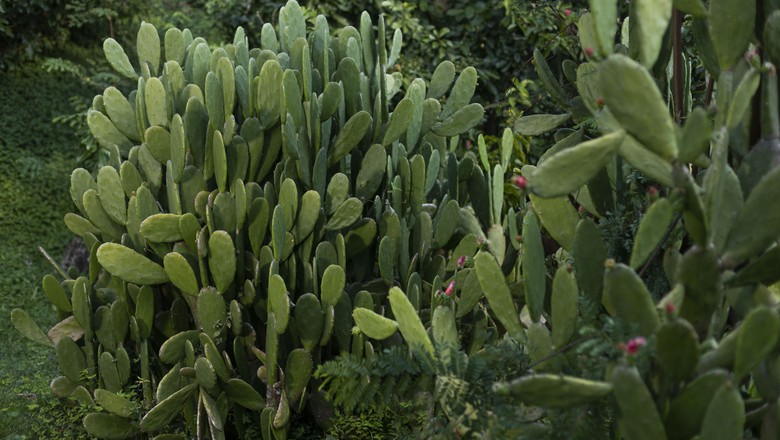 Planta palma (Nopalea cochenillifera), parte do acervo botânico do Inhotim (Foto: João Marcos Rosa)