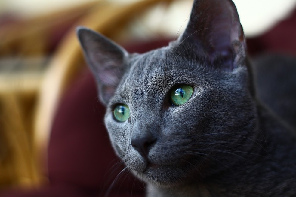 Gato azul russo — Foto: Pixabay