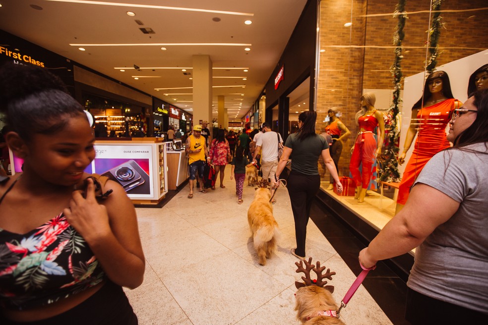 Público do shopping observa cachorros desfilando durante encontro de goldens, no DF — Foto: Wey Alves/ Divulgação