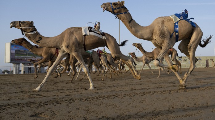 J&oacute;queis rob&ocirc;s controlam animais em corrida de camelos, paix&atilde;o nacional no  pa&iacute;s-sede da Copa do Mundo | Copa do Catar | G1