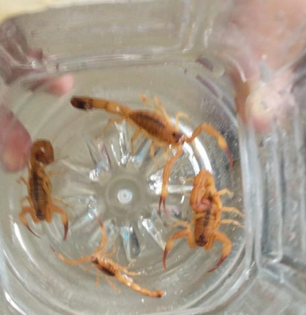 Escorpiões encontrados no presídio Baldomero Cavalcanti, em Maceió — Foto: Divulgação/Sinasppen Alagoas