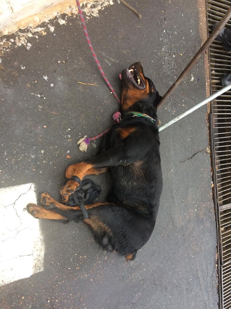 Cão rottweiler foi imobilizado e levado ao Centro de Zoonoses de Cuiabá — Foto: Divulgação