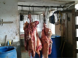 Açougue vendia carne de cavalo como se fosse de boi e polícia