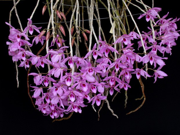 Exposição de Orquídeas (Foto: Divulgação)