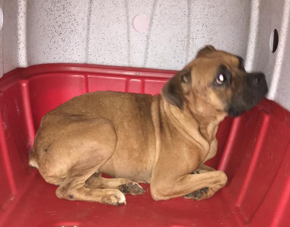 Animais foram resgatados após denúncias de maus-tratos em Lençóis Paulista  — Foto: Prefeitura de Lençóis Paulista / Divulgação 