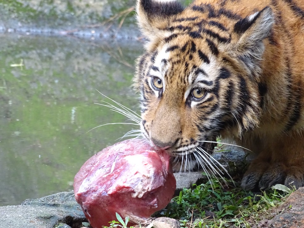 Sorvete, frutas e piscina: veja como animais em zoológicos da região fazem para se refrescar — Foto: Divulgação/Zooparque Itatiba