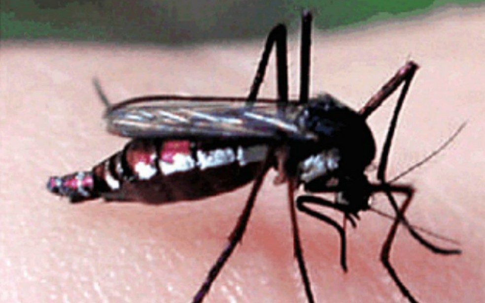 Mosquito haemagogus janthinomys, que também transmite a febre amarela — Foto: Reprodução