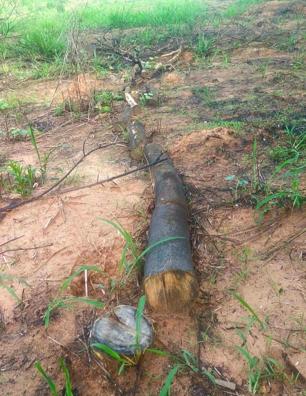 Degradação ambiental e supressão de árvores foram constatados em chácara em Presidente Epitácio — Foto: Polícia Ambiental 