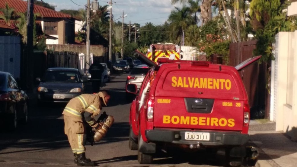Bombeiros resgatam cachorros após ataque de abelhas no Lago Norte, no DF (Foto: Corpo de Bombeiros do DF/Divulgação)