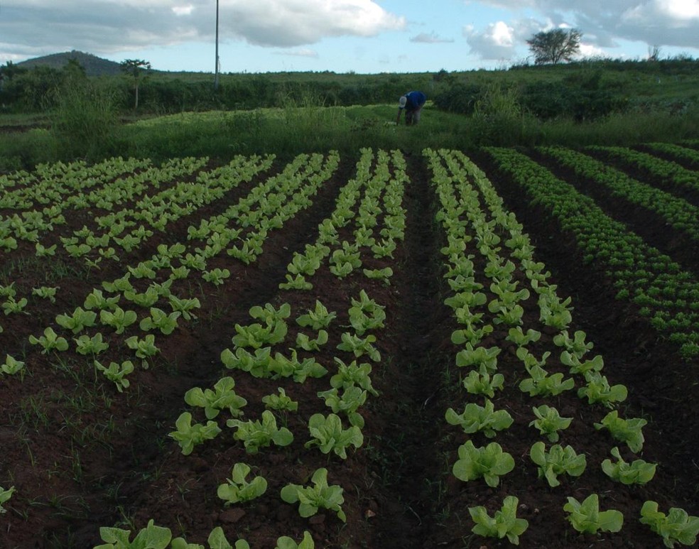 Organic production in Canindé, state of Sergipe — Foto: Emiliano Capozoli/Valor