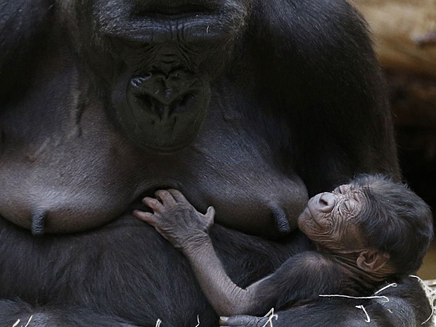 G1 - Mapa genético do macaco bonobo é 98,7% igual ao humano, diz