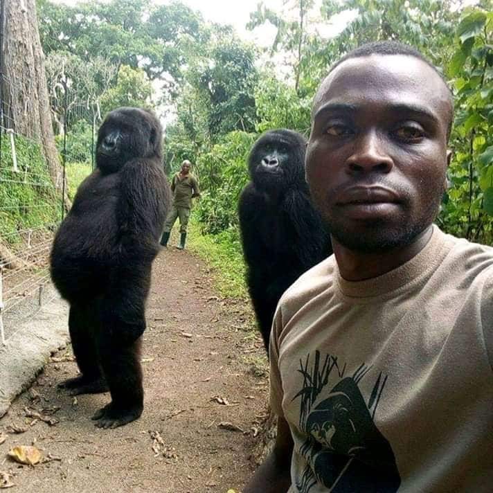 Selfie mostra dois gorilas fêmea em pé imitando humanos  (Foto: Facebook )
