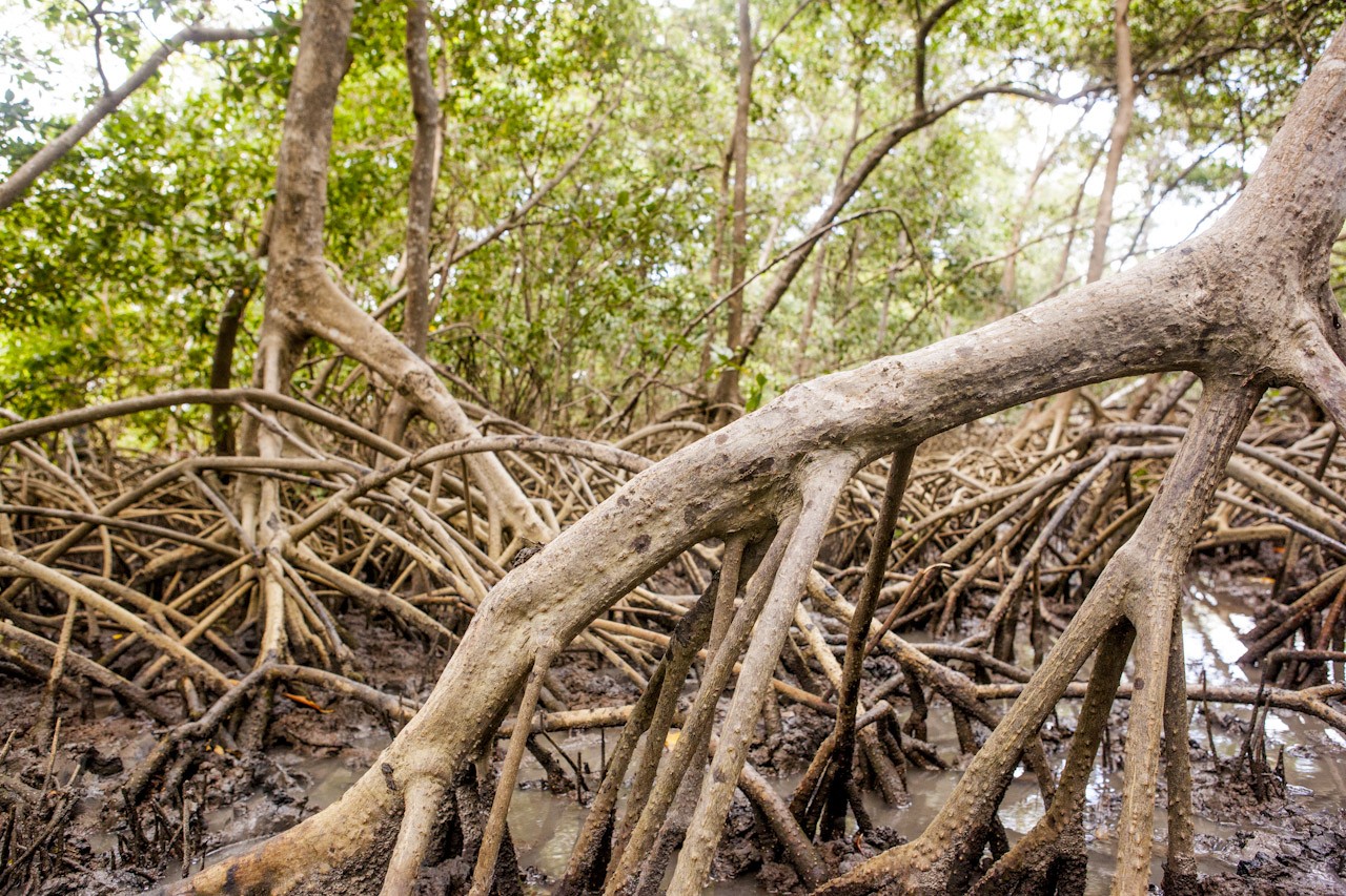 Manguezais da Amazônia representam a maior faixa contínua desse ecossistema em todo o mundo (Foto: Rafael Araújo Curuçá/Instituto Peabirus)