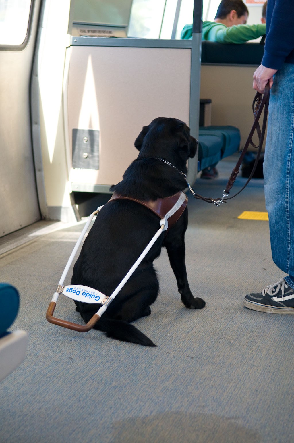 Muitos cães-guia decoram percursos úteis, como da casa do assistido até o metrô, por exemplo (Foto: Flickr/ Kevin Sharp/ CreativeCommons)