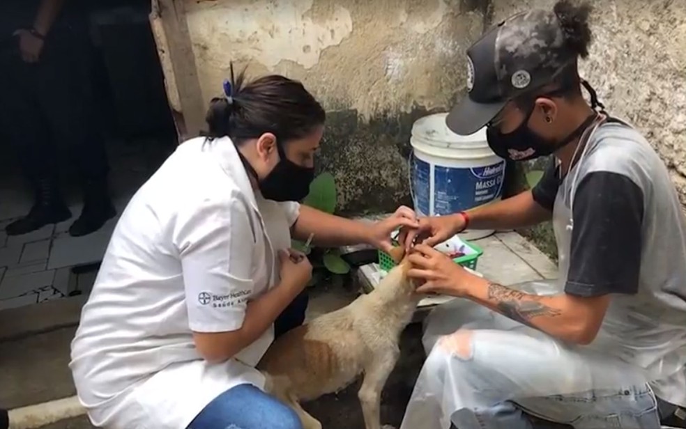 Cães desnutridos são resgatados em imóvel na Bahia — Foto: Reprodução/ TV Santa Cruz