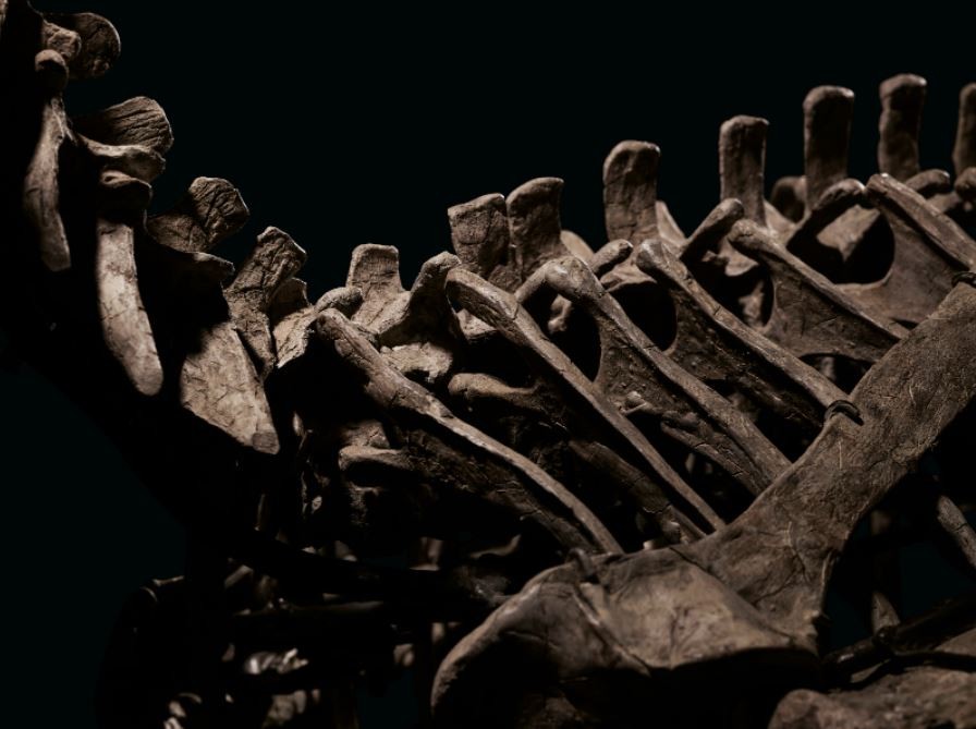 Fóssil de Deinonychus foi leiloado pela casa de leilões Christie's do Reino Unido (Foto: Christie's)