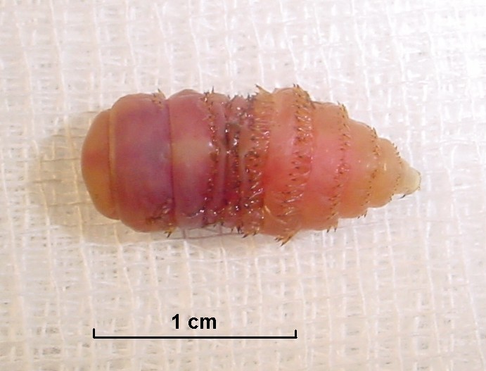 larva da mosca (Foto: wikimedia commons)