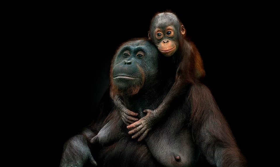 Foto impressionante mãe e filho orangotangos (Foto: Pedro Jarque Krebs)