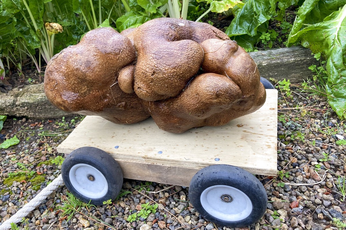 DNA reveals that the “world’s largest potato” is a pumpkin and is out of the Guinness Book of Records |  agricultural business