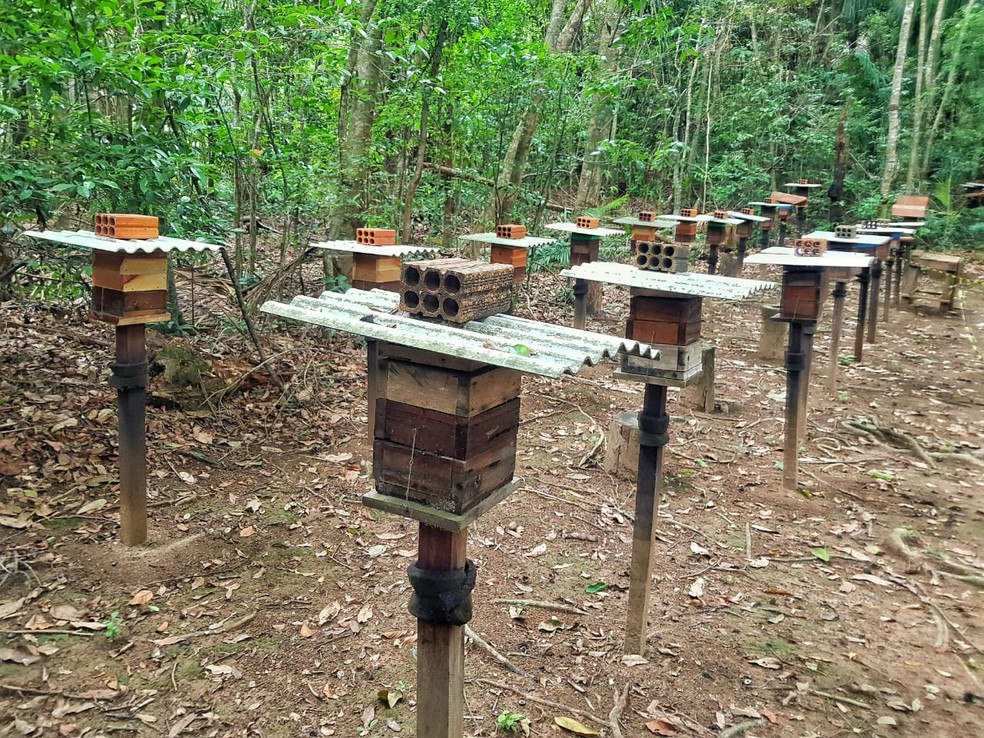 Bioparque da Amazônia, em Macapá, tem 75 colmeias — Foto: Jorge Júnior/Rede Amazônica