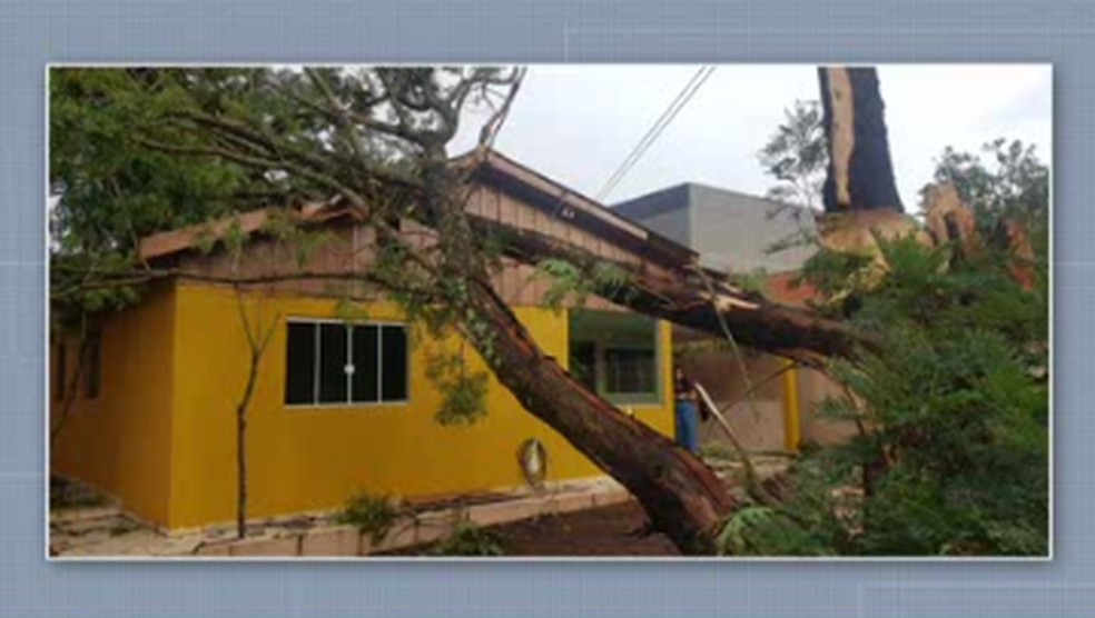 Casa foi atingida por uma árvore em Cascavel  — Foto: Reprodução RPC 
