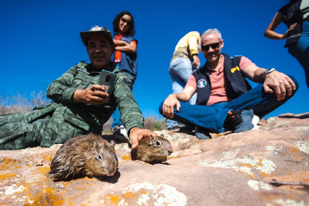 Cinco preás foram soltos na Caatinga no Sertão de Alagoas — Foto: Jonathan Lins/Ascom FPI do São Francisco