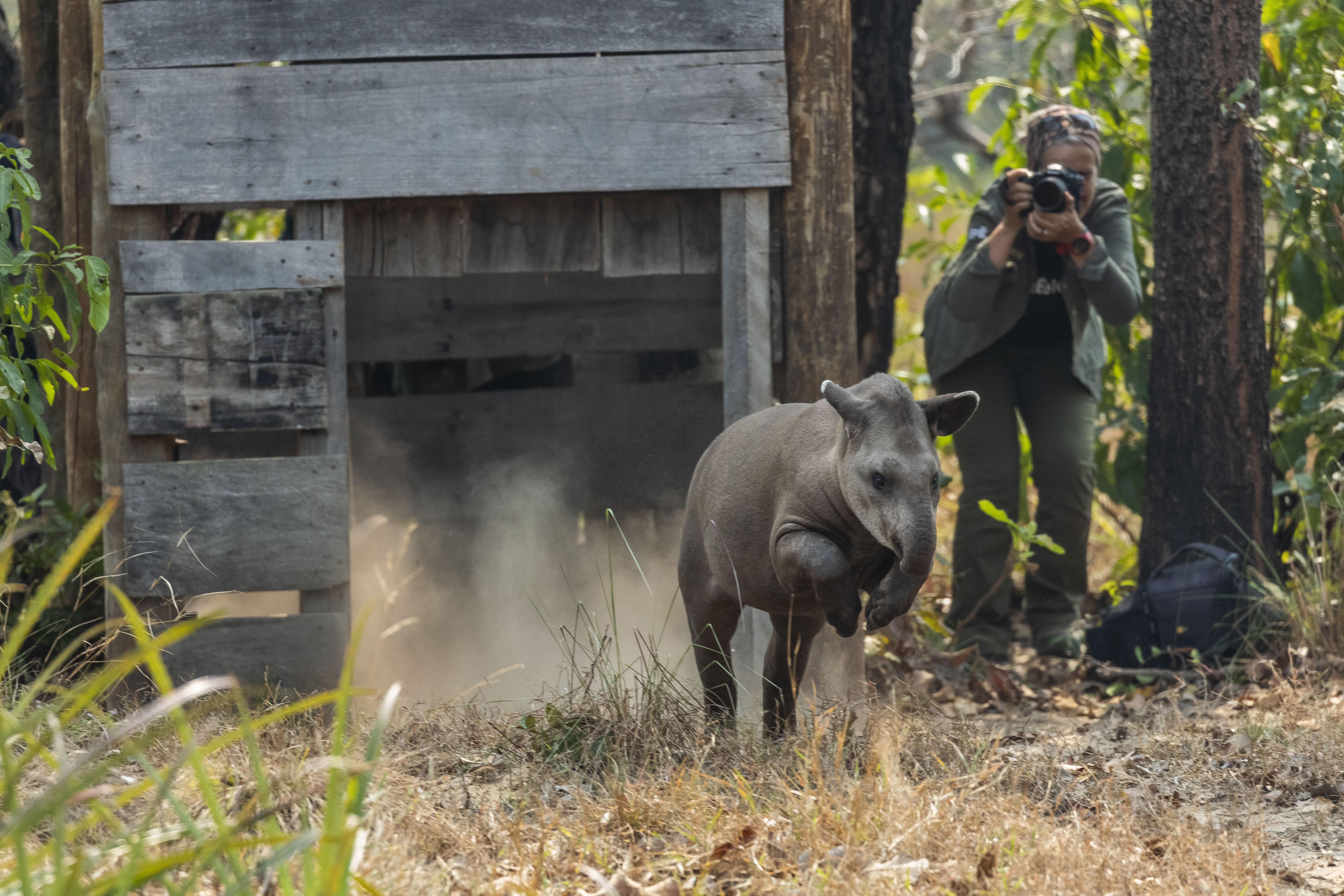 Aquidauana_MS, 18 de agosto de 2019Pesquisadora Patricia Medici desenvolvendo seu trabalho de pesquisa com a anta (Tapirus terrestres) no Pantanal.FOTO: JOAO MARCOS ROSA/NITRO (Foto: JOAO MARCOS ROSA/NITRO)